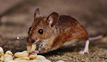 24 Hour & Emergency Exterminators in Twin Lakes, CO
